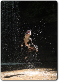 Bullet, Olde English Bulldogge. 